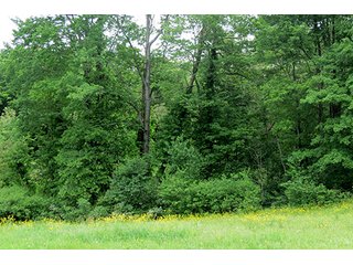 Property photo 7 - 86 +/- Acres of Northwest Pennsylvania Land offered in 6 Tracts