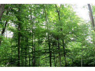 Property photo 11 - 86 +/- Acres of Northwest Pennsylvania Land offered in 6 Tracts