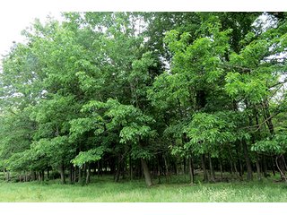 Property photo 19 - 86 +/- Acres of Northwest Pennsylvania Land offered in 6 Tracts