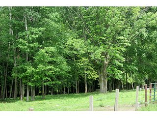 Property photo 17 - 86 +/- Acres of Northwest Pennsylvania Land offered in 6 Tracts