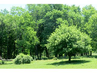 Property photo 12 - 86 +/- Acres of Northwest Pennsylvania Land offered in 6 Tracts