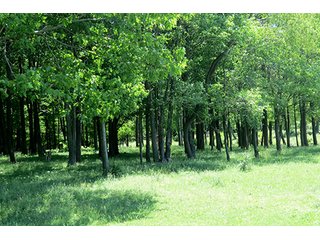 Property photo 21 - 86 +/- Acres of Northwest Pennsylvania Land offered in 6 Tracts