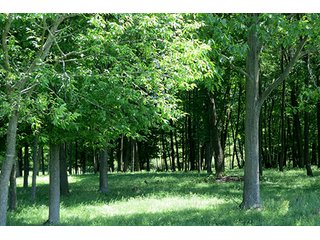 Property photo 6 - 86 +/- Acres of Northwest Pennsylvania Land offered in 6 Tracts