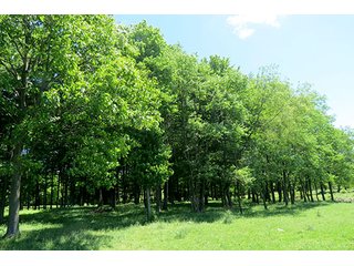 Property photo 5 - 86 +/- Acres of Northwest Pennsylvania Land offered in 6 Tracts