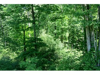 Property photo 3 - 86 +/- Acres of Northwest Pennsylvania Land offered in 6 Tracts