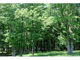 Property photo 20 - 86 +/- Acres of Northwest Pennsylvania Land offered in 6 Tracts