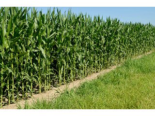 Property photo 2 - 77.4 Productive, Tillable Acres Land Auction