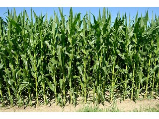 Property photo 1 - 77.4 Productive, Tillable Acres Land Auction