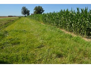 Property photo 3 - 77.4 Productive, Tillable Acres Land Auction