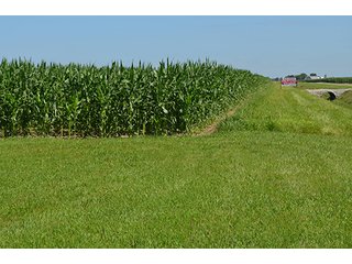 Property photo 6 - 77.4 Productive, Tillable Acres Land Auction