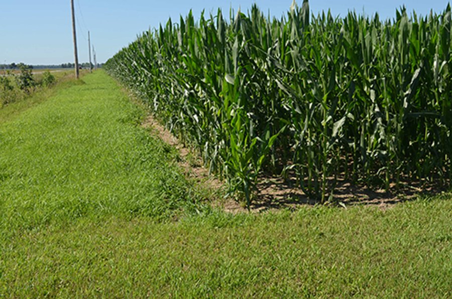 77.4 Productive, Tillable Acres Land Auction