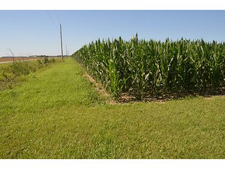 Property photo 4 - 77.4 Productive, Tillable Acres Land Auction