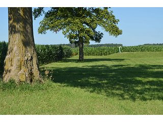Property photo 9 - 77.4 Productive, Tillable Acres Land Auction