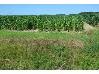 Property photo 7 - 77.4 Productive, Tillable Acres Land Auction