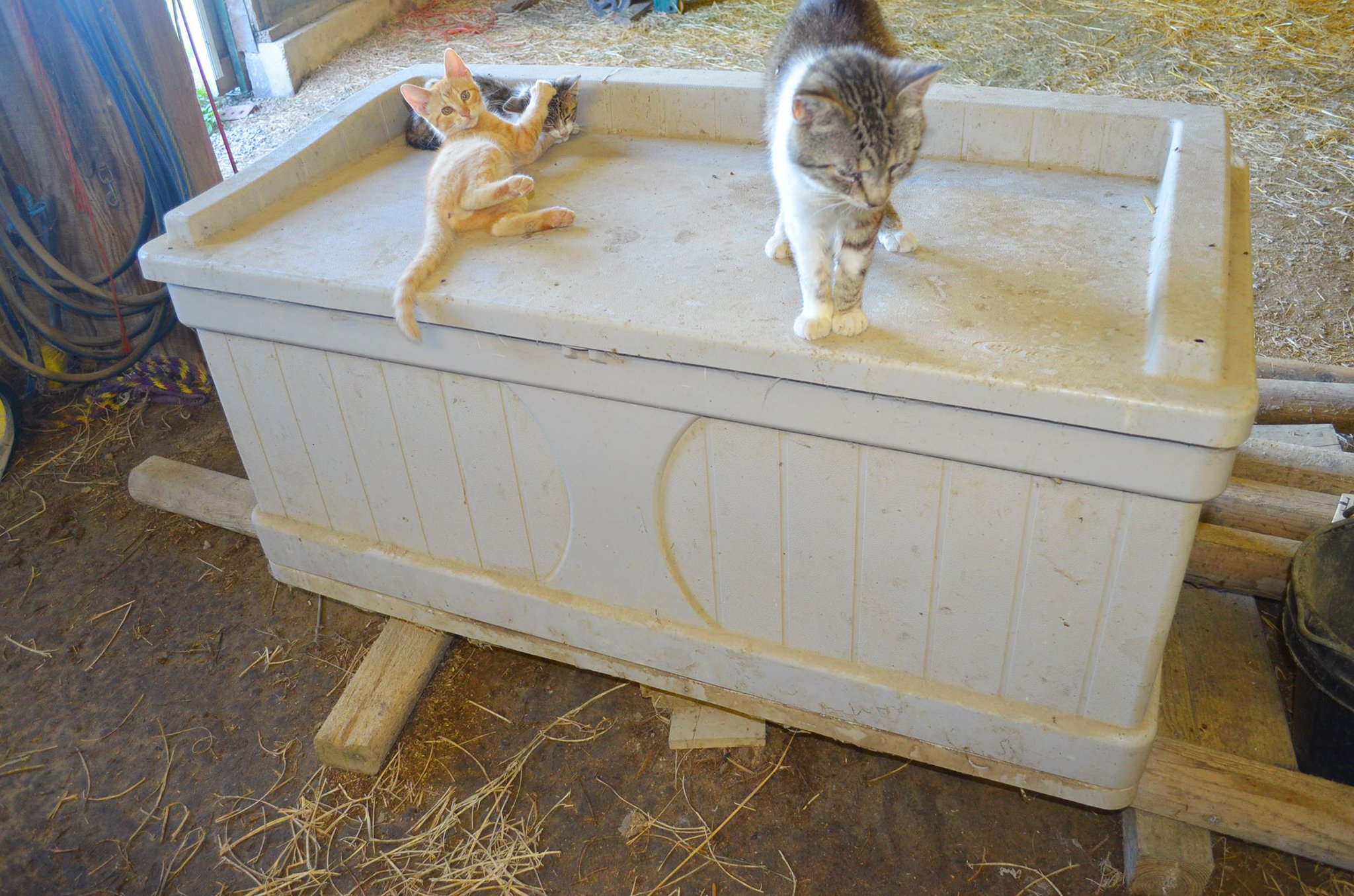 Property photo 71 - Personal Property Auction: LIVE ALPACAS, ANTIQUES, FURNITURE, GLASSWARE, TRACTOR & IMPLEMENTS, SHOP & HAND TOOLS, WOODWORKING TOOLS, LIVESTOCK EQUIPMENT