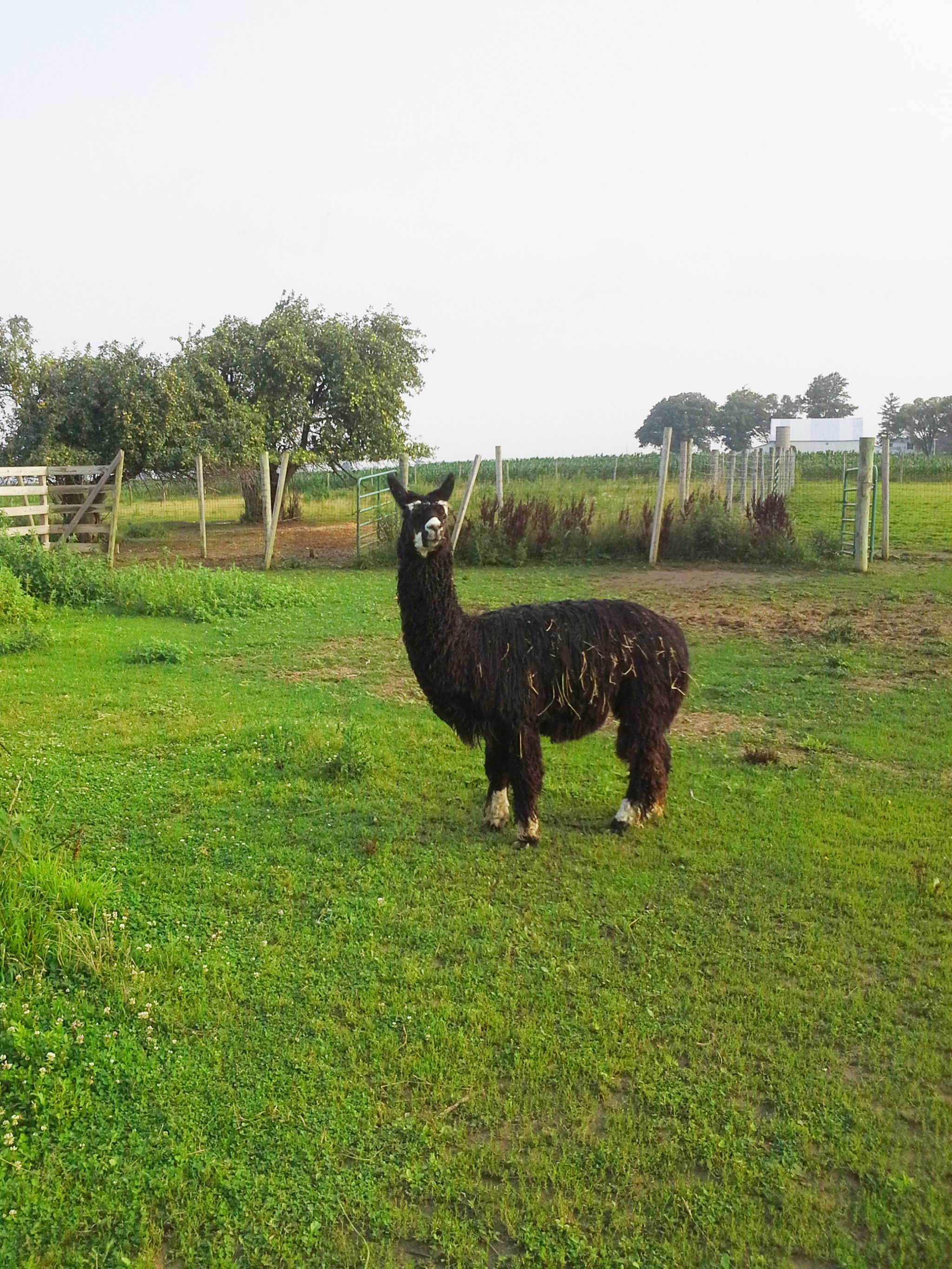Property photo 79 - Personal Property Auction: LIVE ALPACAS, ANTIQUES, FURNITURE, GLASSWARE, TRACTOR & IMPLEMENTS, SHOP & HAND TOOLS, WOODWORKING TOOLS, LIVESTOCK EQUIPMENT