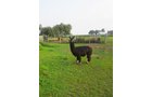 Property photo 79 - Personal Property Auction: LIVE ALPACAS, ANTIQUES, FURNITURE, GLASSWARE, TRACTOR & IMPLEMENTS, SHOP & HAND TOOLS, WOODWORKING TOOLS, LIVESTOCK EQUIPMENT