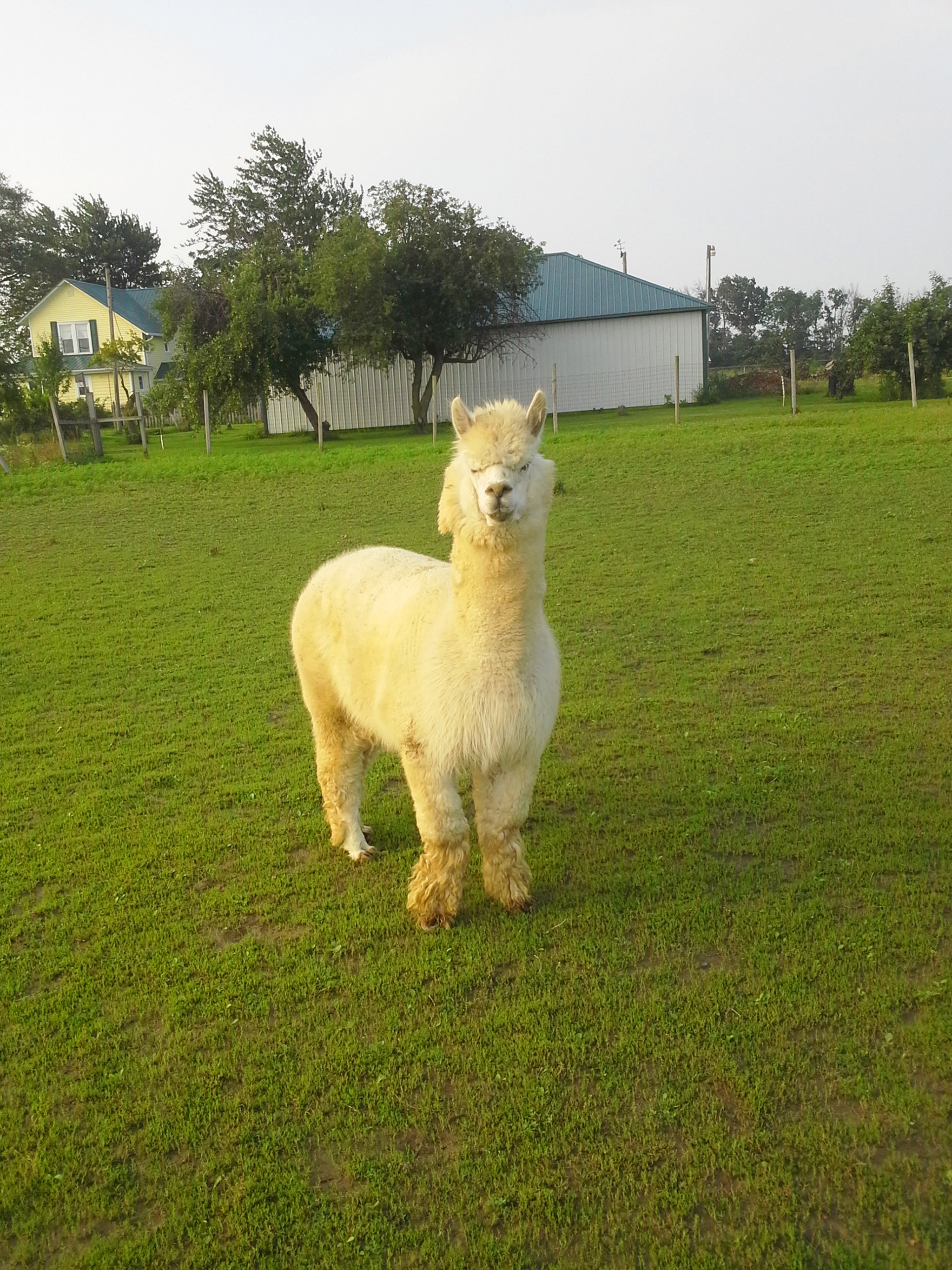 Property photo 60 - Personal Property Auction: LIVE ALPACAS, ANTIQUES, FURNITURE, GLASSWARE, TRACTOR & IMPLEMENTS, SHOP & HAND TOOLS, WOODWORKING TOOLS, LIVESTOCK EQUIPMENT