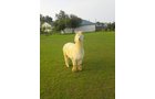 Property photo 60 - Personal Property Auction: LIVE ALPACAS, ANTIQUES, FURNITURE, GLASSWARE, TRACTOR & IMPLEMENTS, SHOP & HAND TOOLS, WOODWORKING TOOLS, LIVESTOCK EQUIPMENT