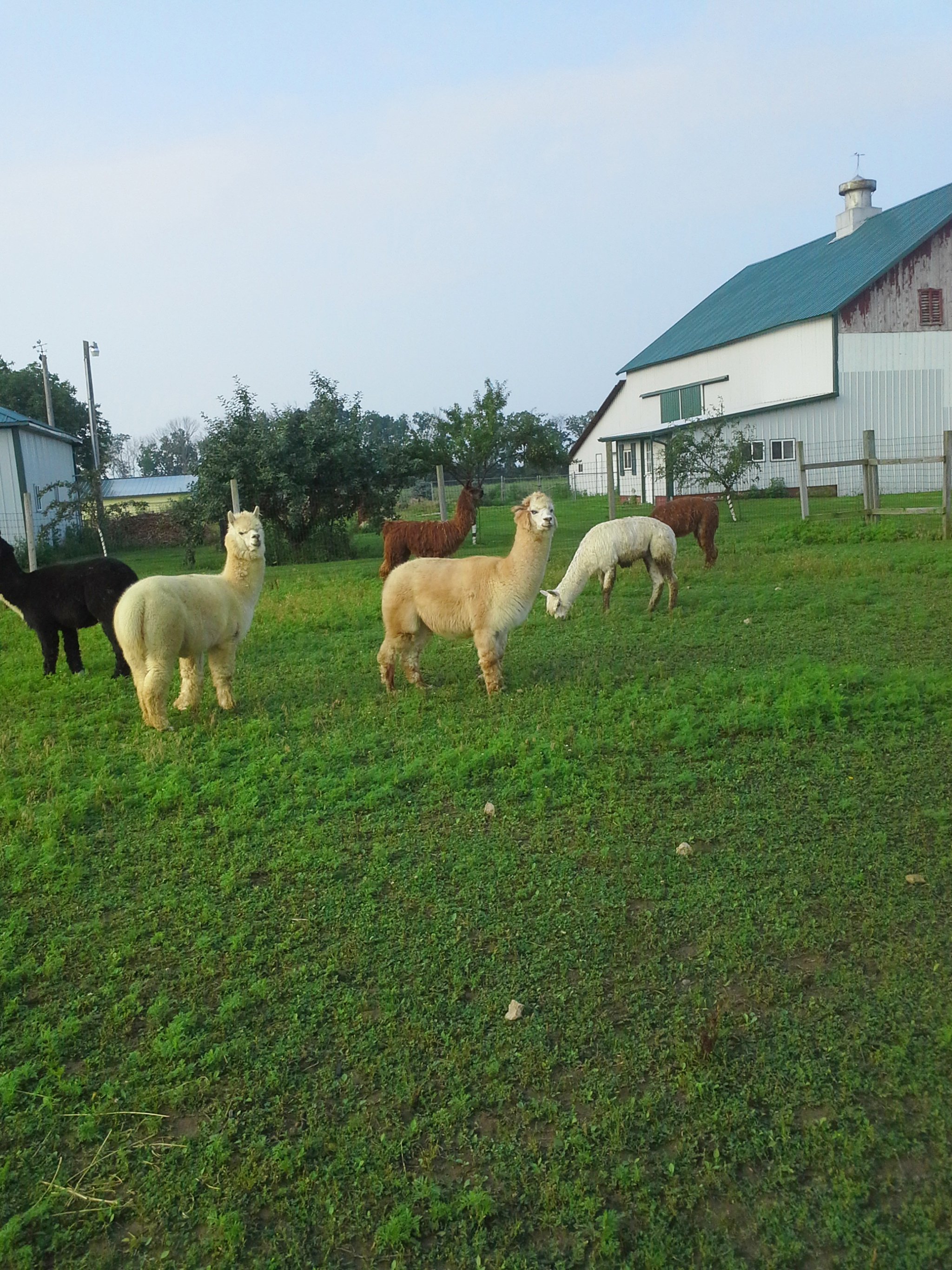 Property photo 78 - Personal Property Auction: LIVE ALPACAS, ANTIQUES, FURNITURE, GLASSWARE, TRACTOR & IMPLEMENTS, SHOP & HAND TOOLS, WOODWORKING TOOLS, LIVESTOCK EQUIPMENT