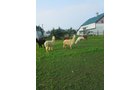 Property photo 78 - Personal Property Auction: LIVE ALPACAS, ANTIQUES, FURNITURE, GLASSWARE, TRACTOR & IMPLEMENTS, SHOP & HAND TOOLS, WOODWORKING TOOLS, LIVESTOCK EQUIPMENT