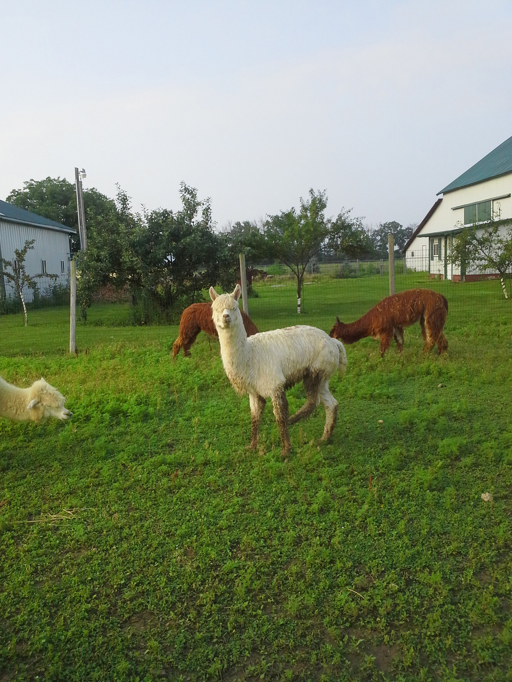 Property photo 74 - Personal Property Auction: LIVE ALPACAS, ANTIQUES, FURNITURE, GLASSWARE, TRACTOR & IMPLEMENTS, SHOP & HAND TOOLS, WOODWORKING TOOLS, LIVESTOCK EQUIPMENT