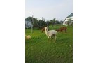 Property photo 74 - Personal Property Auction: LIVE ALPACAS, ANTIQUES, FURNITURE, GLASSWARE, TRACTOR & IMPLEMENTS, SHOP & HAND TOOLS, WOODWORKING TOOLS, LIVESTOCK EQUIPMENT