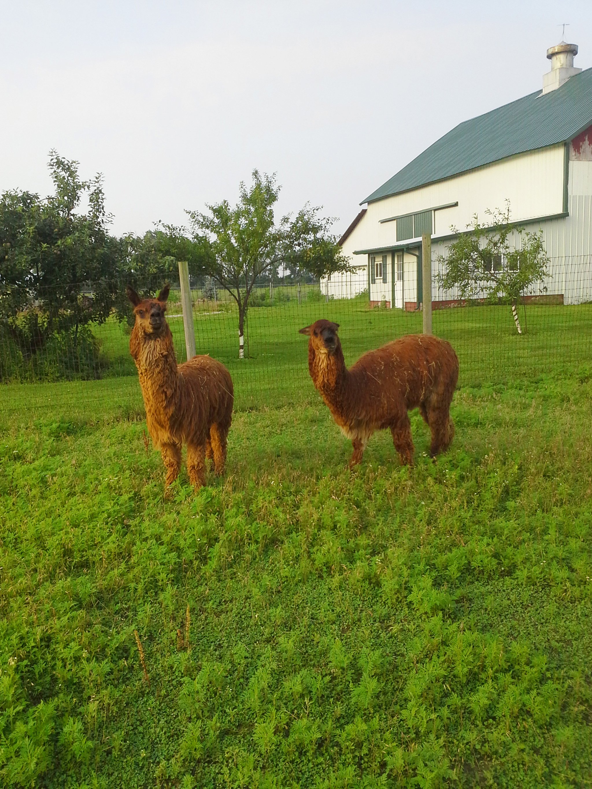Property photo 77 - Personal Property Auction: LIVE ALPACAS, ANTIQUES, FURNITURE, GLASSWARE, TRACTOR & IMPLEMENTS, SHOP & HAND TOOLS, WOODWORKING TOOLS, LIVESTOCK EQUIPMENT
