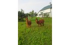 Property photo 77 - Personal Property Auction: LIVE ALPACAS, ANTIQUES, FURNITURE, GLASSWARE, TRACTOR & IMPLEMENTS, SHOP & HAND TOOLS, WOODWORKING TOOLS, LIVESTOCK EQUIPMENT