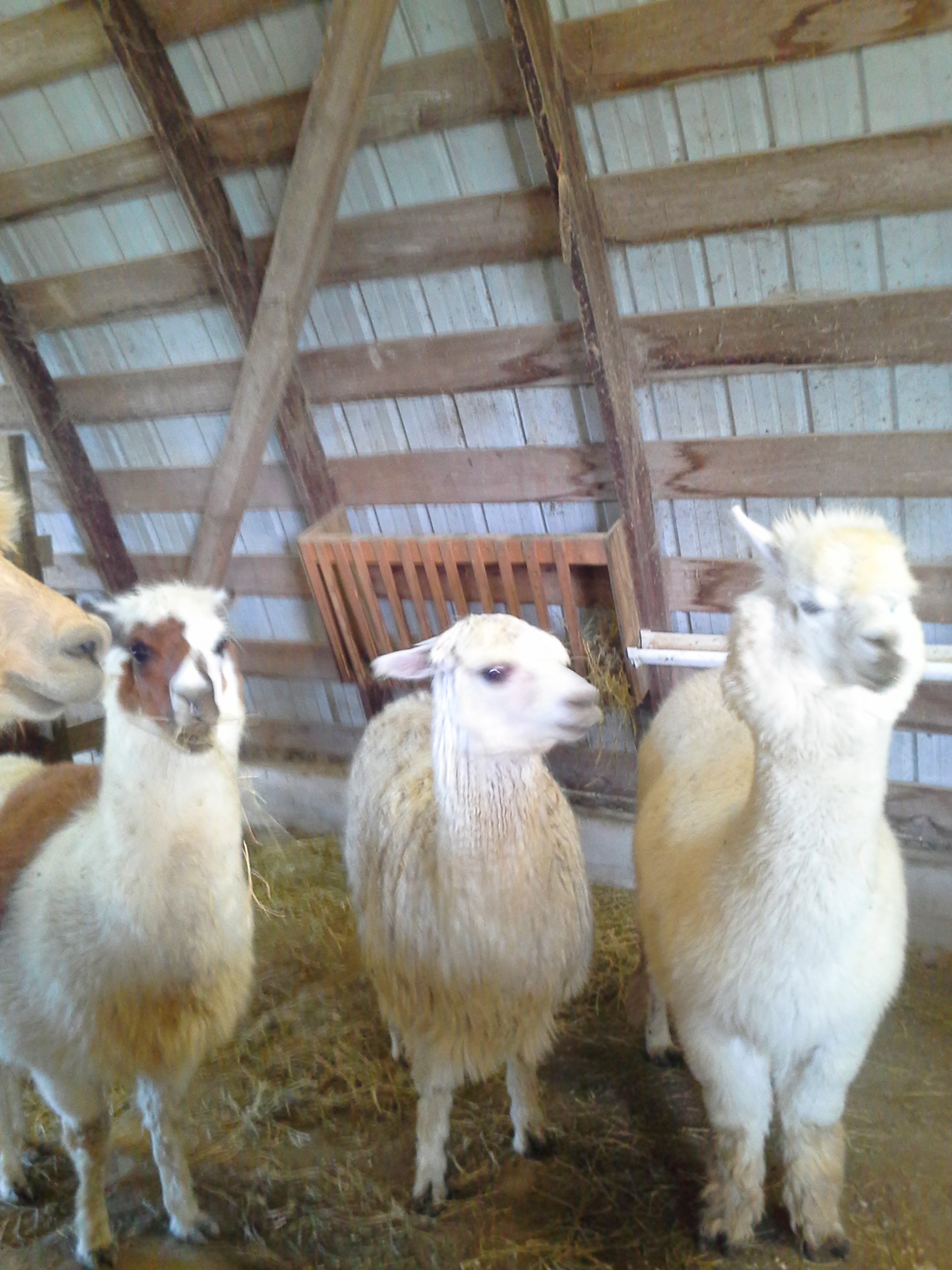 Property photo 54 - Personal Property Auction: LIVE ALPACAS, ANTIQUES, FURNITURE, GLASSWARE, TRACTOR & IMPLEMENTS, SHOP & HAND TOOLS, WOODWORKING TOOLS, LIVESTOCK EQUIPMENT