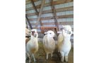 Property photo 54 - Personal Property Auction: LIVE ALPACAS, ANTIQUES, FURNITURE, GLASSWARE, TRACTOR & IMPLEMENTS, SHOP & HAND TOOLS, WOODWORKING TOOLS, LIVESTOCK EQUIPMENT