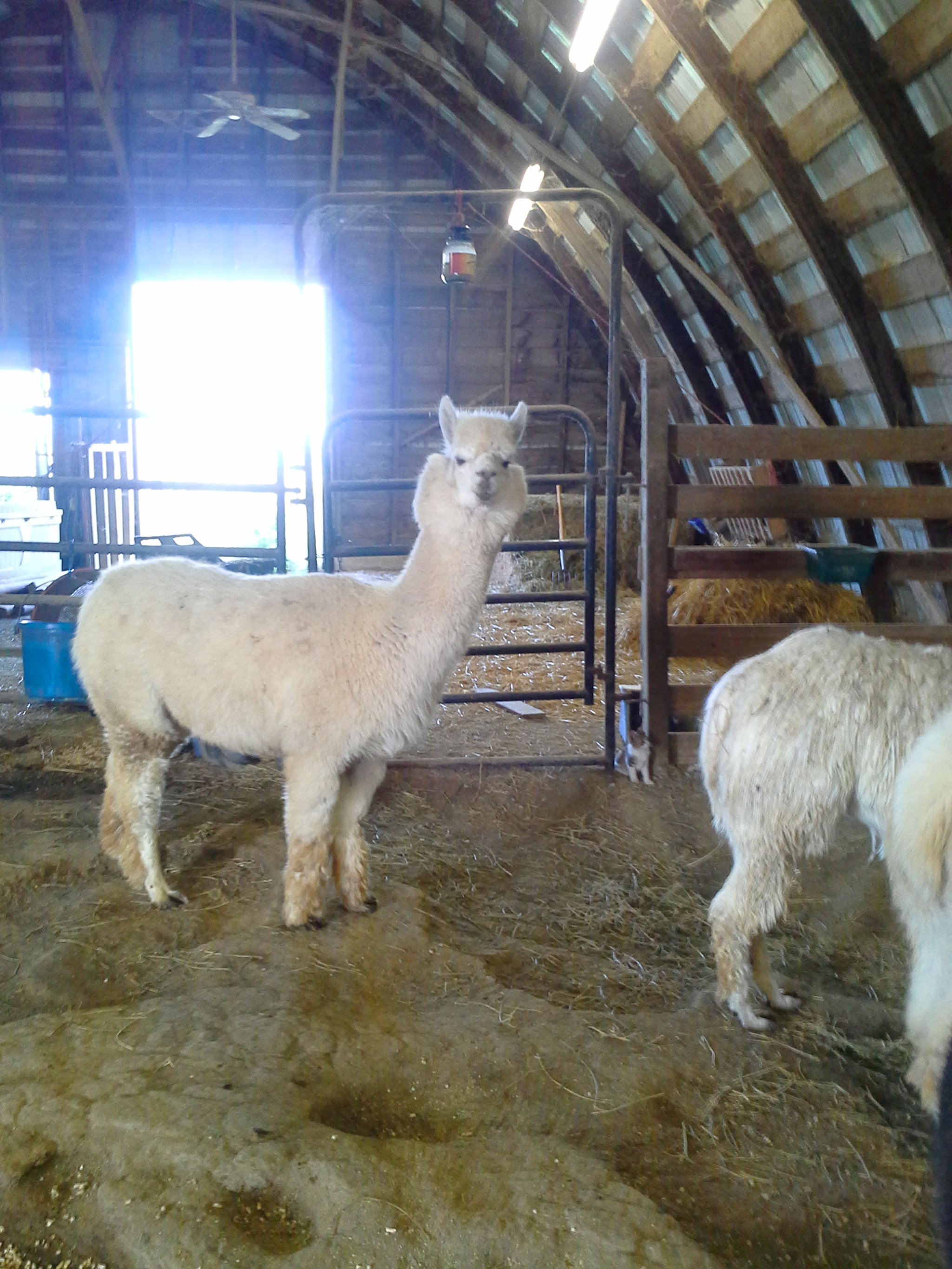 Property photo 64 - Personal Property Auction: LIVE ALPACAS, ANTIQUES, FURNITURE, GLASSWARE, TRACTOR & IMPLEMENTS, SHOP & HAND TOOLS, WOODWORKING TOOLS, LIVESTOCK EQUIPMENT