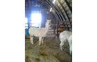 Property photo 64 - Personal Property Auction: LIVE ALPACAS, ANTIQUES, FURNITURE, GLASSWARE, TRACTOR & IMPLEMENTS, SHOP & HAND TOOLS, WOODWORKING TOOLS, LIVESTOCK EQUIPMENT