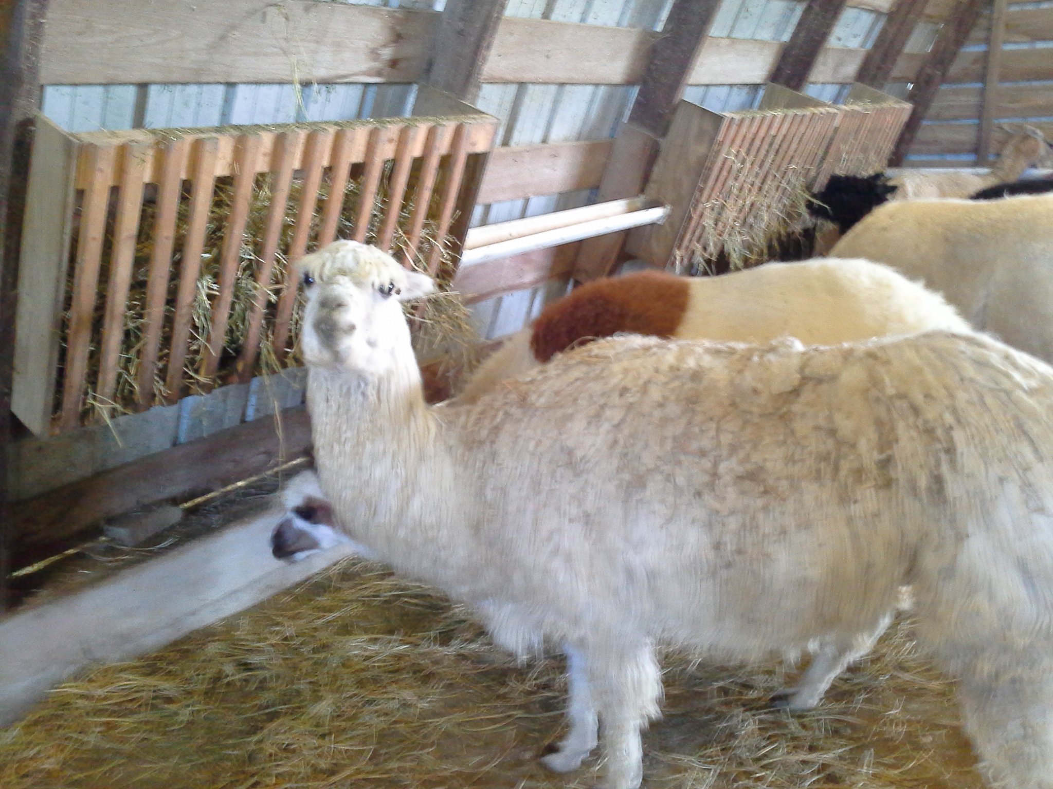 Property photo 63 - Personal Property Auction: LIVE ALPACAS, ANTIQUES, FURNITURE, GLASSWARE, TRACTOR & IMPLEMENTS, SHOP & HAND TOOLS, WOODWORKING TOOLS, LIVESTOCK EQUIPMENT