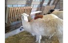 Property photo 63 - Personal Property Auction: LIVE ALPACAS, ANTIQUES, FURNITURE, GLASSWARE, TRACTOR & IMPLEMENTS, SHOP & HAND TOOLS, WOODWORKING TOOLS, LIVESTOCK EQUIPMENT