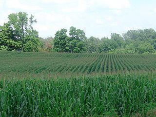 Property photo 3 - 142 +/- Acres offered in 3 Tracts Land Auction