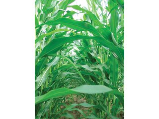 Property photo 9 - 142 +/- Acres offered in 3 Tracts Land Auction