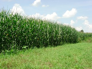 Property photo 8 - 142 +/- Acres offered in 3 Tracts Land Auction
