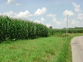 Property photo 5 - 142 +/- Acres offered in 3 Tracts Land Auction