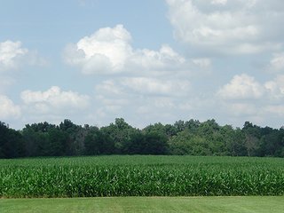 Property photo 2 - 142 +/- Acres offered in 3 Tracts Land Auction