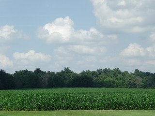 Property photo 1 - 142 +/- Acres offered in 3 Tracts Land Auction