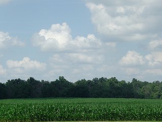 Property photo 7 - 142 +/- Acres offered in 3 Tracts Land Auction