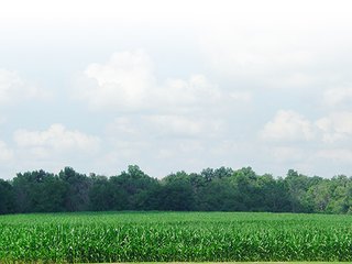 Property photo 4 - 142 +/- Acres offered in 3 Tracts Land Auction