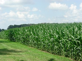 Property photo 6 - 142 +/- Acres offered in 3 Tracts Land Auction