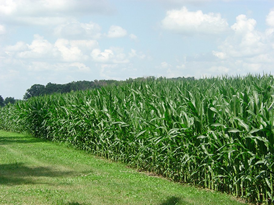 142 +/- Acres offered in 3 Tracts Land Auction