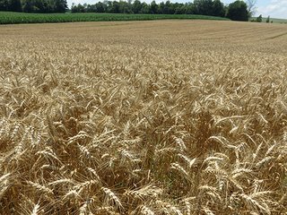 Tract 2 - 185.7+/- Acres offered in 5 Tracts of Prime Indiana Farmland, Land Auction