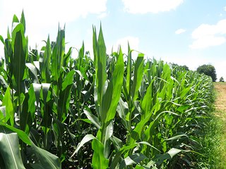 Tract 2 - 185.7+/- Acres offered in 5 Tracts of Prime Indiana Farmland, Land Auction