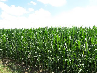 Tract 2 - 185.7+/- Acres offered in 5 Tracts of Prime Indiana Farmland, Land Auction