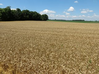 Tract 2 - 185.7+/- Acres offered in 5 Tracts of Prime Indiana Farmland, Land Auction