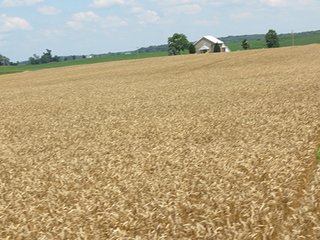 Tract 2 - 185.7+/- Acres offered in 5 Tracts of Prime Indiana Farmland, Land Auction